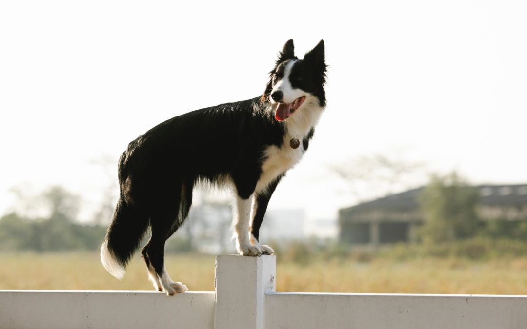 Dog on Fence